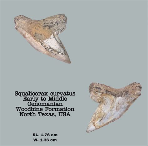 Squalicorax curvatus - Member Collections - The Fossil Forum