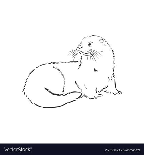 Animal river common otter otter sea otter sketch Vector Image