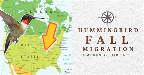 2024 Fall Hummingbird Migration (Canada & United States) — Empress of Dirt