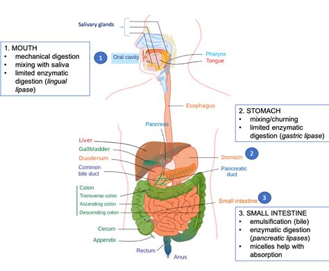 Digestion and Absorption of Lipids – Nutrition: Science and Everyday ...