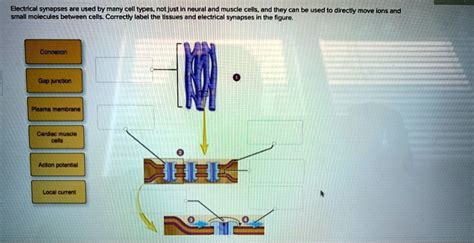 SOLVED: Electrical synapses are used by many cell types, not just neural and muscle cells, and ...