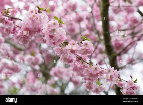 Prunus 'Accolade'. Cherry blossom in an English garden Stock Photo - Alamy