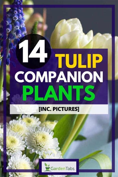 14 Tulip Companion Plants [Inc. Pictures]