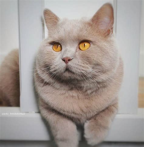 Cat coat: what’s the color of your cat? — The Little Carnivore