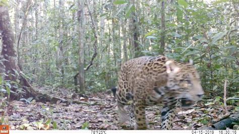 Video of wildlife recorded in Colombia’s Chiribiquete National Park| Amazon Conservation Team ...