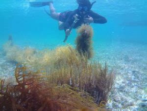 Belizean women lead the way in sustainable seaweed farming