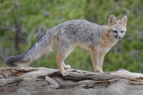 Gray Fox Facts - A Common But Elusive Nocturnal American Canid