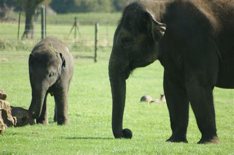 Whipsnade Zoo | Zoo, Animals, Elephant