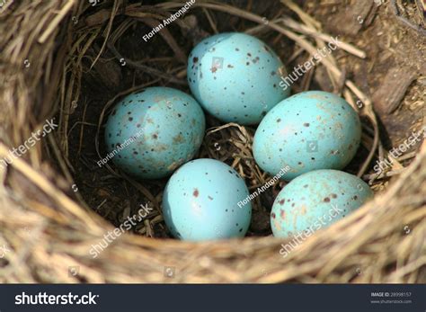 Song Thrush Nest Eggs / Turdus Philomelos Stock Photo 28998157 ...