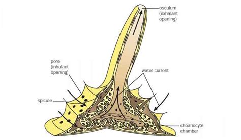 Demosponges - Reproductive Biology - GUWS Medical