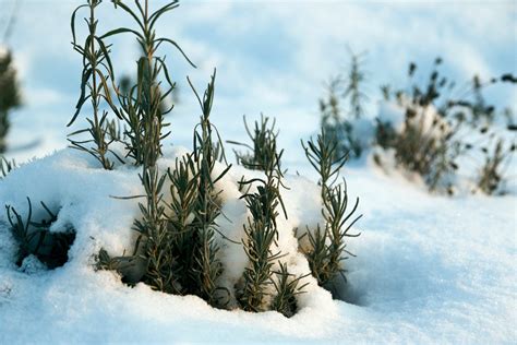 Tending A Perennial Garden In Winter: What To Do With Perennials In ...