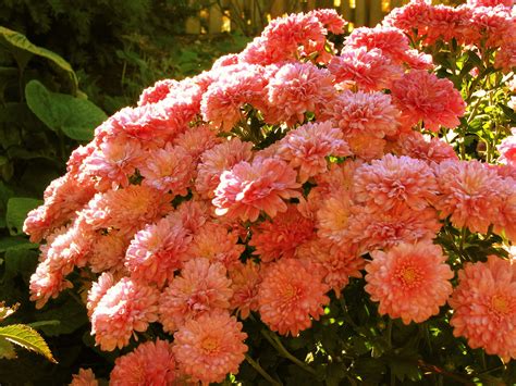 Chrysanthemums - How to get beautiful fall blooms! - It's Just a Project