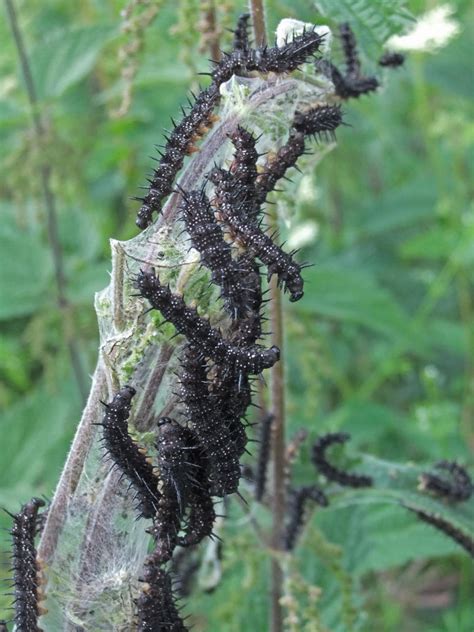 Spiky Black Caterpillars by fuguestock on DeviantArt