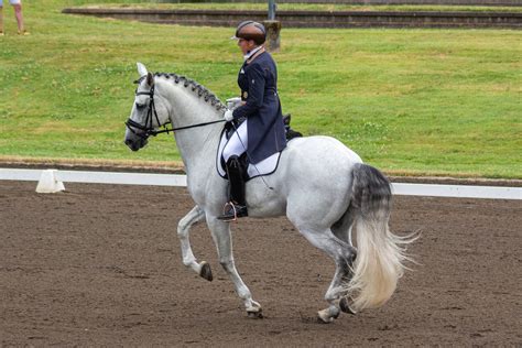 Gray Iberian Horse Dressage 06 by JNH-Equine on DeviantArt