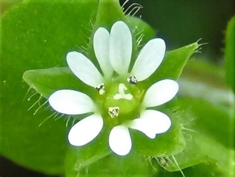 Common Chickweed, Chickenwort, Craches, Maruns, Winterweed, Stellaria media, Starweed