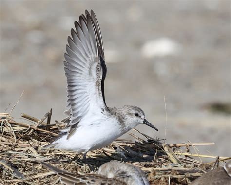 Manomet Conservation Sciences - Empowering stakeholders through science