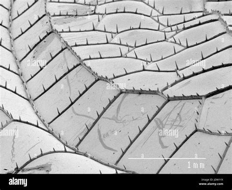 Dragonfly wing close up microscope hi-res stock photography and images ...