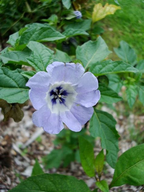 Shoo Fly Plant Seeds Blue Flower Pods for Decorating Repels | Etsy