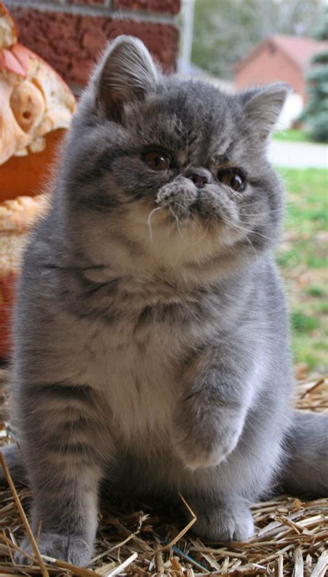 Exotic Shorthair Persian Cat Types - Pets Lovers