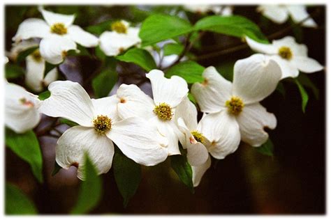 Dogwood Blossoms North Carolina Photography Nature Floral - Etsy