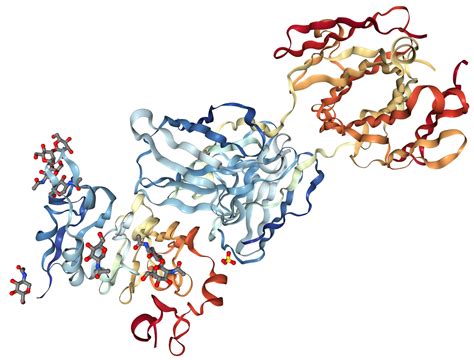 EGFR Protein Overview | Sino Biological