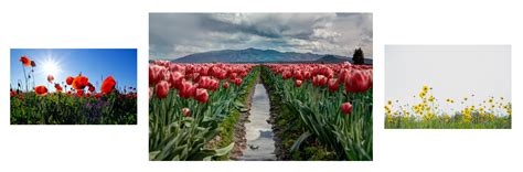 Triptych Photography Ideas and Tips for Stunning Image Sets