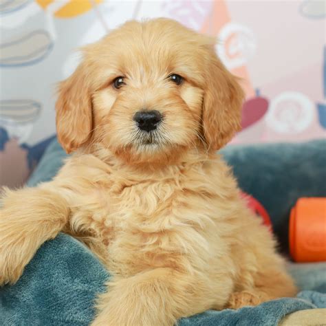 Mini Goldendoodle | Puppies, Puppy dog eyes, Puppies for sale