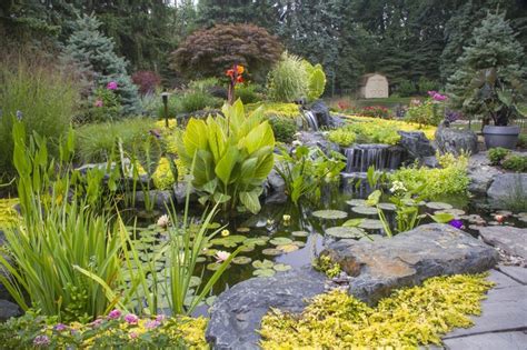 5 Aquatic Plant Choices for Your Pond | Plants, Aquatic plants, Pond plants