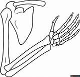 Skeleton Arm Coloring Page  Easy Drawing Guides sketch template