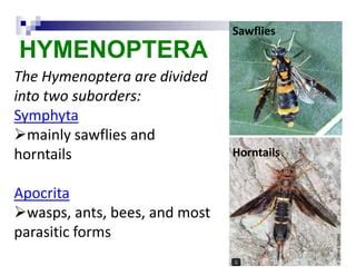 Hymenoptera | PPT