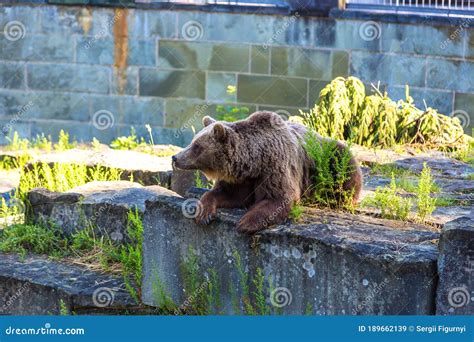 Bear in the Bear Pit in Bern Stock Image - Image of landmark, biology ...