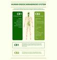 Cannabinoid benefits horizontal infographic Vector Image