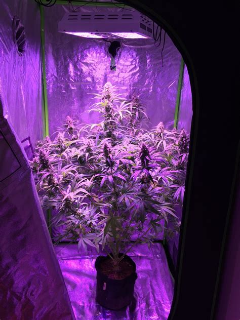 Pin by Cape Cod Laurie on Full Spectrum Led Grow Lights | Best led grow ...