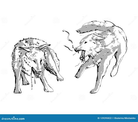 Two Wolves Fighting Drawing