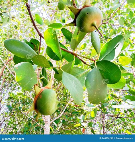 Sonneratia Alba is a Mangrove Plants Stock Photo - Image of indonesia, activities: 263206216