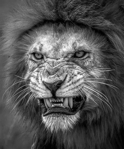 Roaring Lion Tattoo Drawing 36++ Images Result | Duseyod