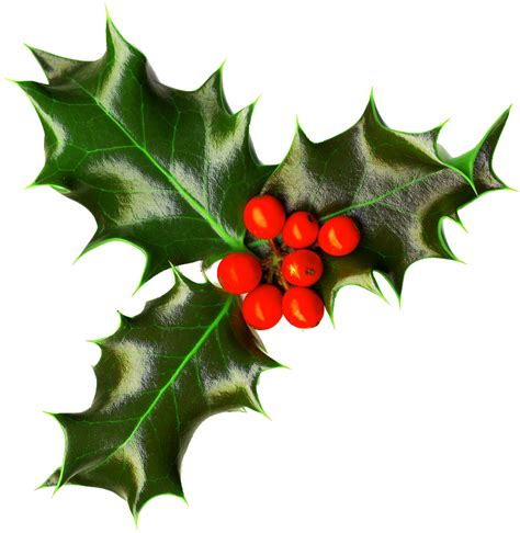 Christmas Holly png images free download