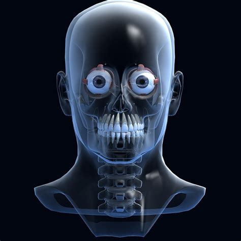 3d skull anatomy model
