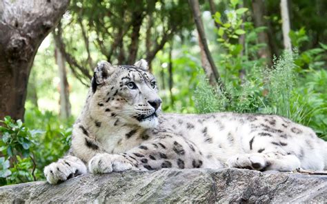 Afghanistan Wants You to Come See Its Snow Leopards | Travel + Leisure