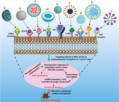 Receptor-Mediated Targeted Delivery of Surface-ModifiedNanomedicine in Breast Cancer ...