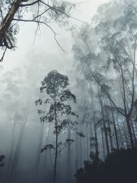 500+ Forest Mist Pictures [HD] | Download Free Images on Unsplash