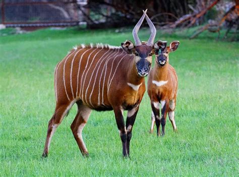 Endangered Animal Species In Kenya - CORAL SEA EXPEDITIONS