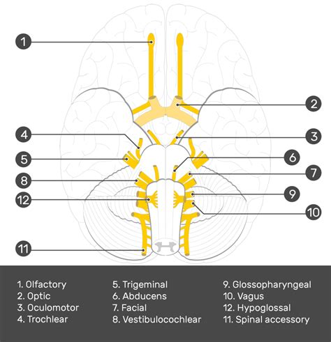 Brain And Cranial Nerves Quiz