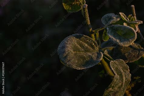 Frosty plants in the morning Stock Photo | Adobe Stock