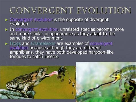 PPT - Evolution PowerPoint Presentation - ID:1778798