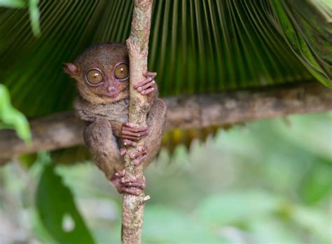 Cool Facts About Tarsiers - KKday Blog