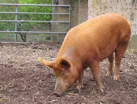 Top 6 Breeds of Brown Pigs That You Can Raise on Your Farm – FarmerDB