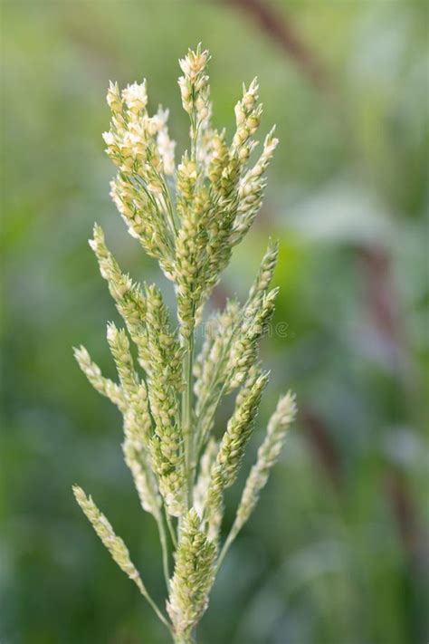 Close Up of the Seeds of a Millet Plant. the Millet Grows in the Field ...