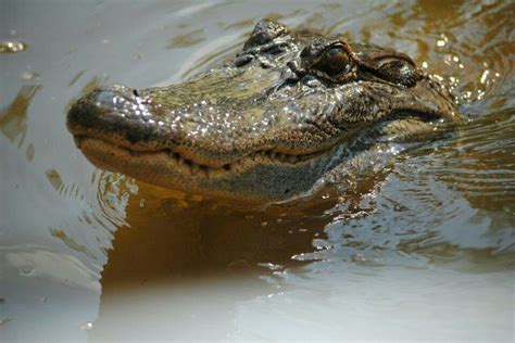 New Orleans alligator tour a must. | New orleans, Alligator, Orleans