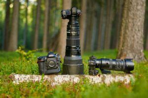 The Best Nikon Cameras for Wildlife Photography (2023)